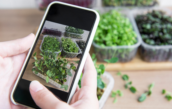 Ontdek de groene wereld: de beste apps om planten te identificeren