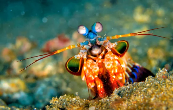 Mistérios do Oceano: Seres Fascinantes